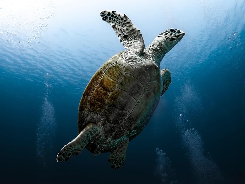 Ocean Diving